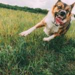 What if I’m Partly to Blame for my Dog Bite in Miami?